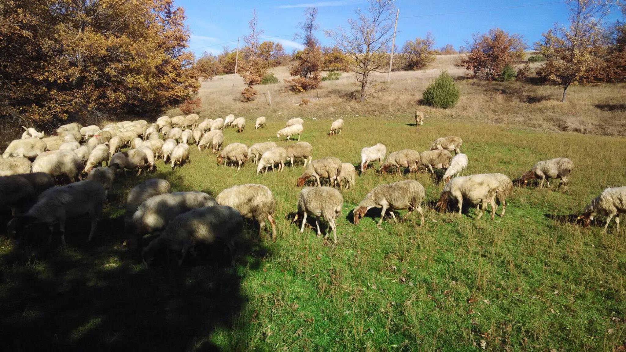 Pecore fattoria di opagna pomeriggio