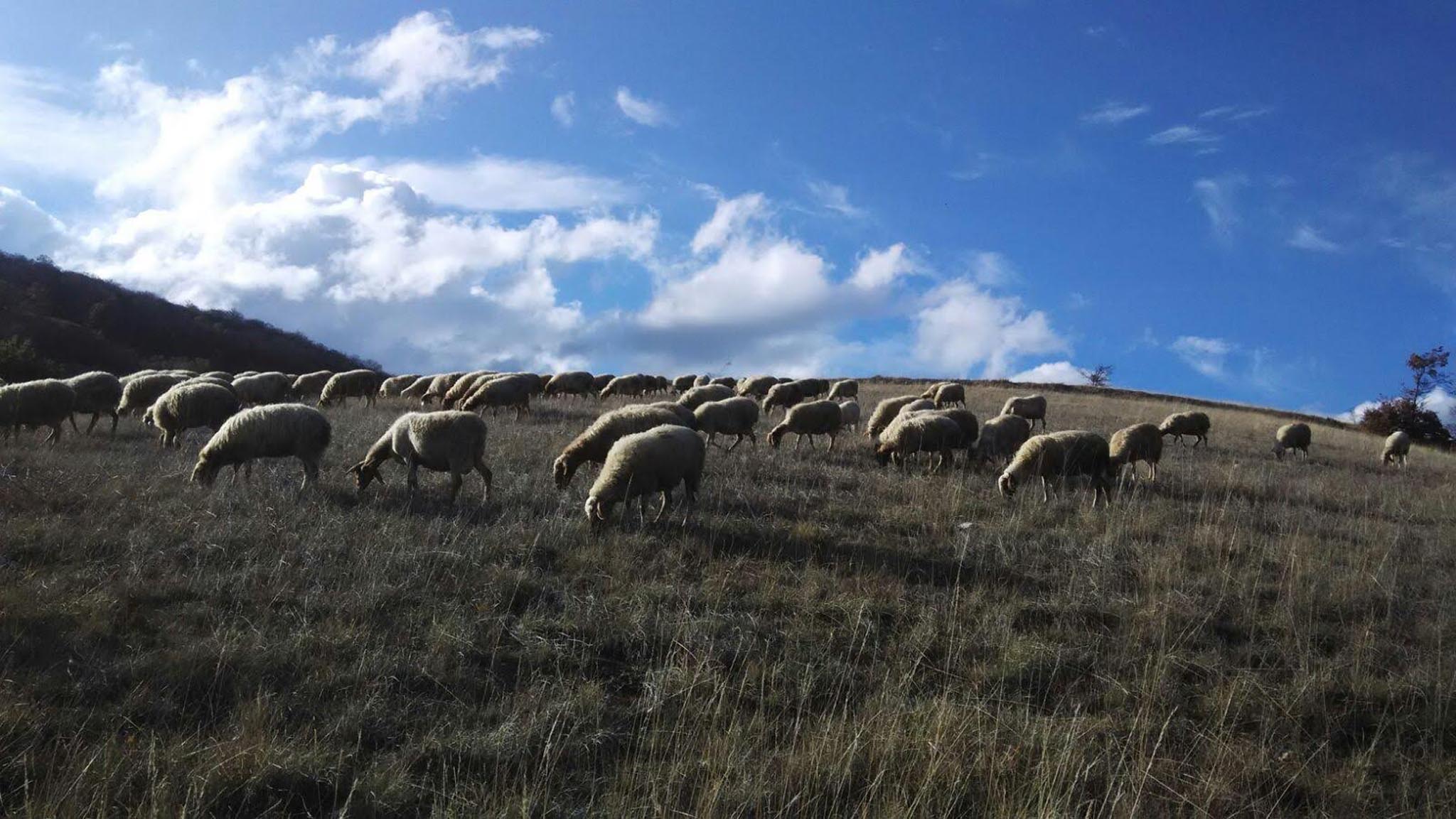 pecore fattoria di opagna cielo azzurro